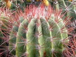 Ferocactus_(stainesii